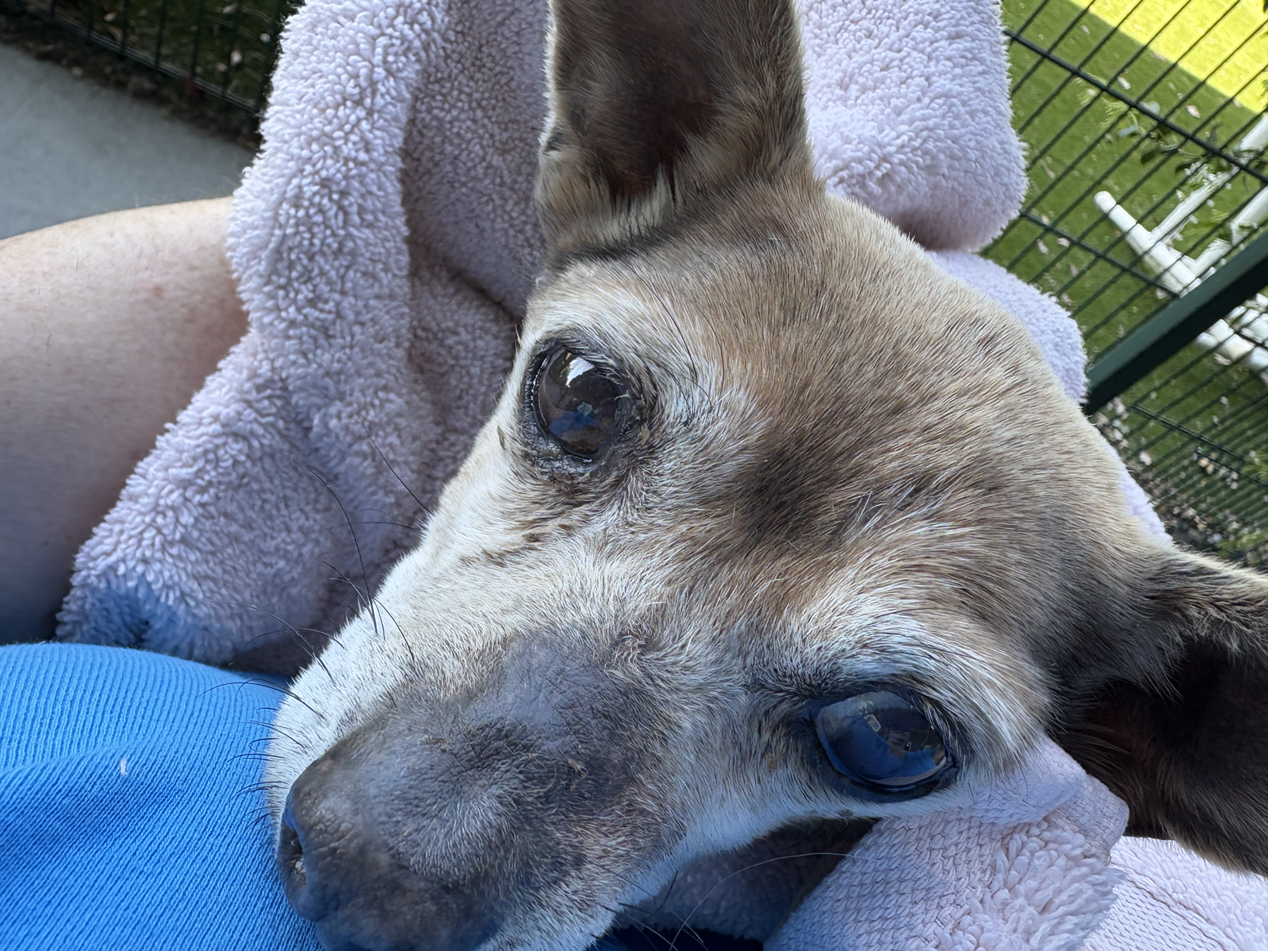 Foster Dog